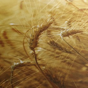 Kép - Gabonafül (120x50 cm)