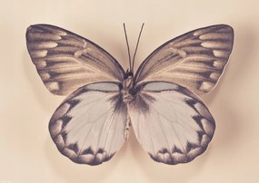 Poszter 42x29,7cm PillangĂł, Assaf Frank