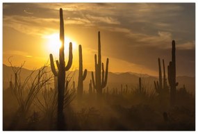 Kép - Saguaro kaktuszok (90x60 cm)