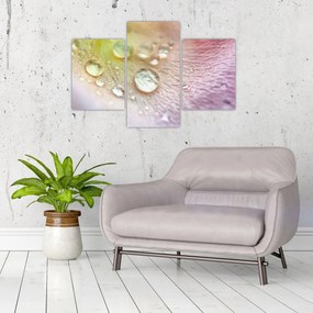 Kép - Harmatcseppek (90x60 cm)