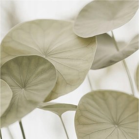 Fotótapéta Fali tapéta Hálószoba Nappali Természetes elegancia 250x250