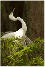 Poszterek 80x120 Kalapos madár Tájkép Kilátás