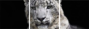 Kép - Snow Leopard (órával) (90x30 cm)