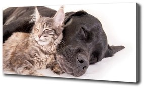 Vászonkép Macskák és kutyák oc-91792125