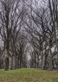 Poszter 64x90cm Fasorok a Central Parkban, Assaf Frank