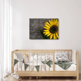 Kép - Napraforgó virága (üvegen) (70x50 cm)