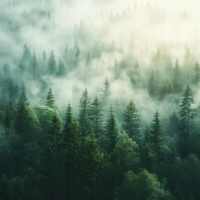 Vászonkép Canvas Tájkép Hegyek Fák Erdő Köd Nap 80x80