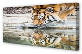 Canvas képek tigris Drink 125x50 cm
