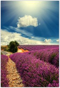 Poszterek 135x200 Levendulamező