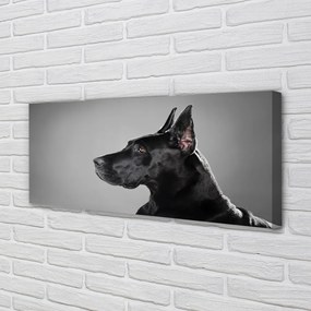 Canvas képek Fekete kutya 125x50 cm