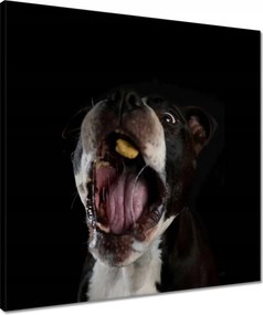 Vászonkép 50x50 Amstaff Evés Kutya