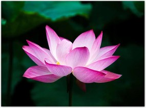 Poszterek 135x100 LĂłtuszvirĂĄg