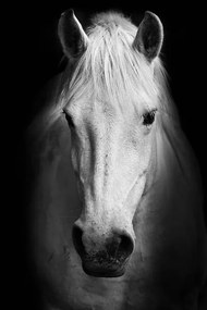 Fotográfia Portrait of a white horse., kasto80