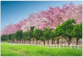 Poszterek 155x105 Cseresznye tájkép