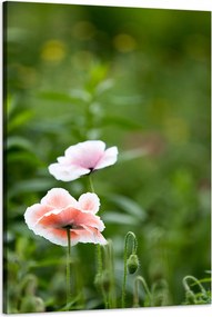 Botanika Vászonkép Világos pipacsok 60x90 cm