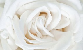 Fotótapéta Fehér Virág Makro Elegancia Természet vinil 416x254 +ragasztó