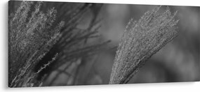 Kép - Szárított pampafű (120x50 cm)