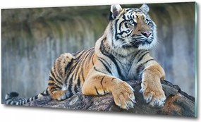 Fotó-kép fotó edzett üveg Tigris 100x70