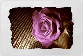 Poszterek 120x80 Rózsa Lila és szépia