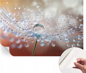 Prémium fali öntapadós fotótapéta Pitypang csepp 104x70 cm