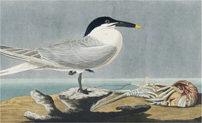 Fotótapéta Flizelina Dekoratív irodai ornitológiai elegancia 416x254