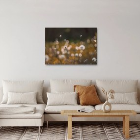 Kép - Gyapotfűvel borított rét N⁰2 (70x50 cm)
