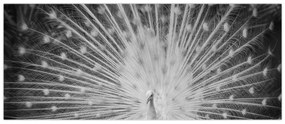 Kép - Fehér páva (120x50 cm)