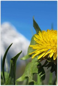 Poszterek 80x120 Alpesi tej