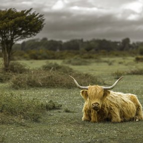 Poszter 70x70cm Tehén a faluban 2, Assaf Frank