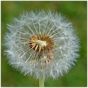 Poszterek 100x100 Pitypang Virág Virágok