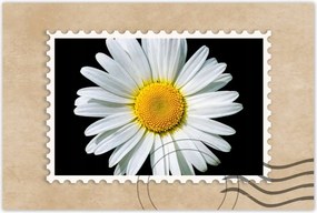 Poszterek 90x60 Virágzó fehér margaréta