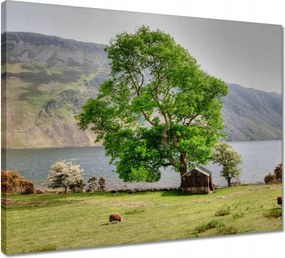 Vászonkép 50x40 Erős fa