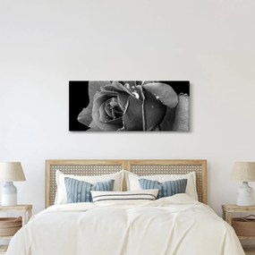 Rózsa képe - fekete fehér (120x50 cm)