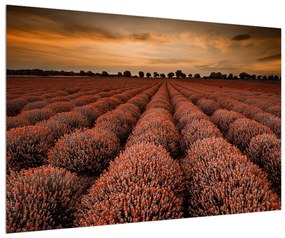 Virágos mező képe (90x60 cm)