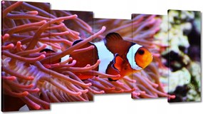 Vászonkép 150x80 Narancssárga hal Rafa