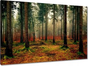 Festmények 120x80 Erdei táj Kilátás