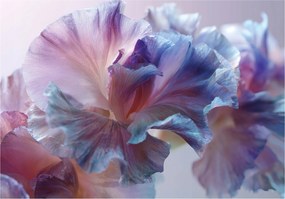 Fotótapéta Virágok Absztrakt Hálószoba Nappali Tapéta Flizelina 350x250