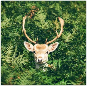 Poszterek 30x30 Szarvas felszarvazott