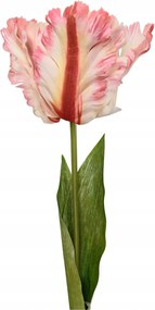 Tulipán papagáj nagy krémrózsaszín (sp)