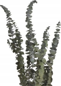 Eukaliptusz szárított natúr Dekorációs ágak 60 cm Stabilizált csokrok