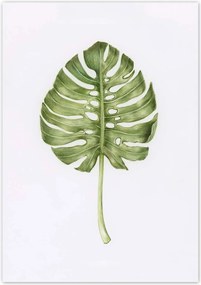 Poszterek 70x100 Monsera levél lyukas