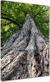 Vászonkép 70x100 Fa Kilátás