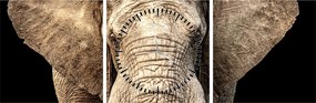 Kép - Afrikai elefánt (órával) (90x30 cm)