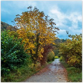 Poszterek 30x30 Őszi fák