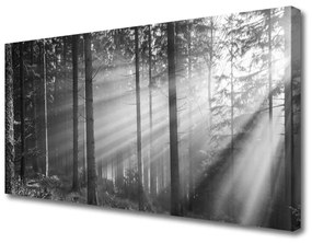 Vászonkép Nature Forest Sun Rays 100x50 cm