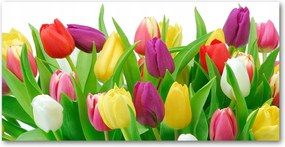 Fotó üvegkép Színes tulipánok 140x70