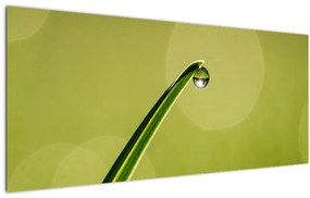 Víz csepp a fűben képe (120x50 cm)