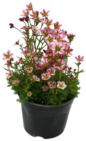Kőtörőfű cs:11cm Saxifraga