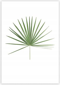 Dekoria poszter trópusi levél zöld