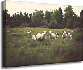 VĂĄszonkĂ©p TermĂ©szet BĂĄrĂĄnyok a legelĆn 70x50